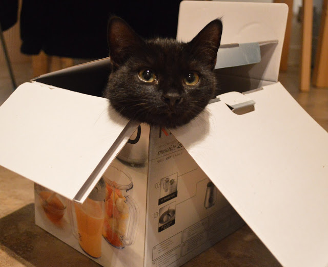 cat in a box